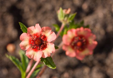 Potentilla