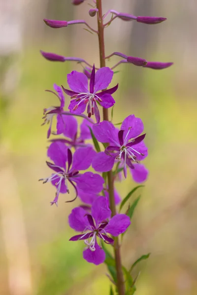 stock image Fireweed