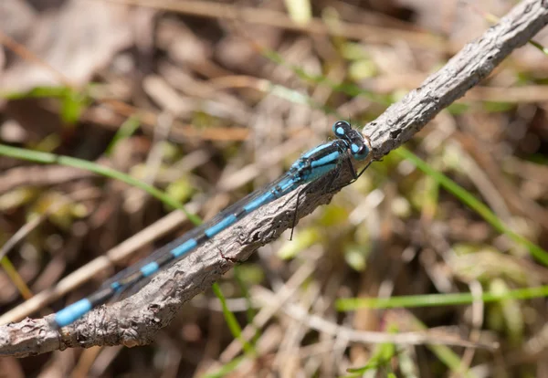 Malé modré vážky — Stock fotografie