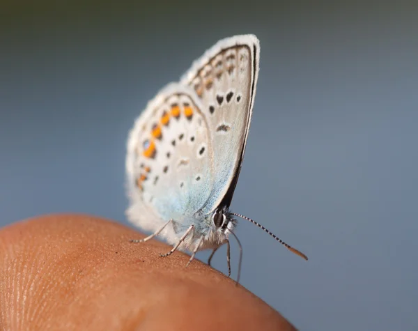 A pequena borboleta — Fotografia de Stock