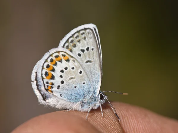 Farfalla su un dito — Foto Stock