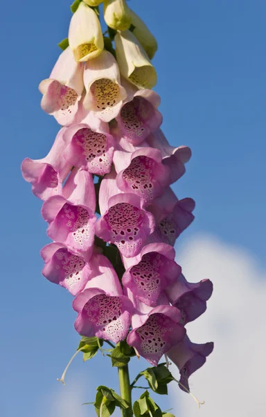 stock image Purple foxglove