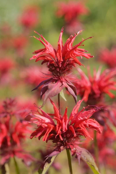 stock image Bee balm flowers