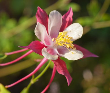 aquilegia yakın çekim