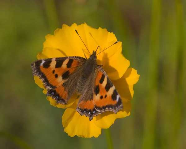 Бабочка на жёлтом цветке — стоковое фото