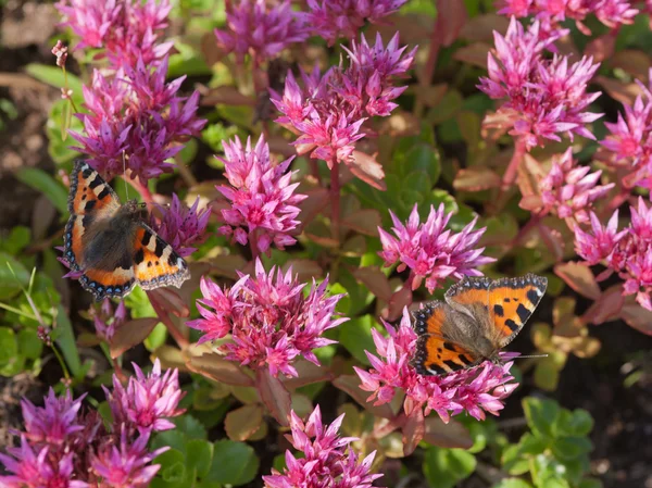 Dwa motyle w ogrodzie — Zdjęcie stockowe