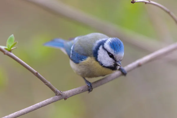 A mama azul em um ramo de primavera — Fotografia de Stock