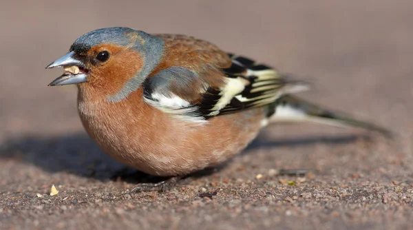 The chaffinch eats — Stock Photo, Image