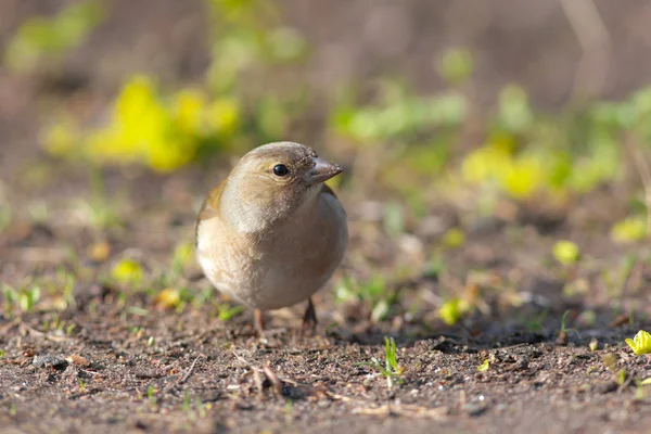 Chaffinch curieux — Photo