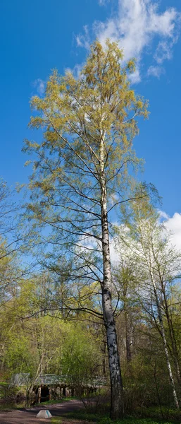 High birch — Stock Photo, Image