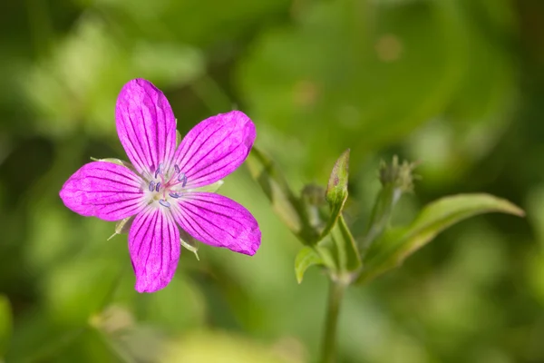 Küçük mor çayır çiçeği — Stok fotoğraf