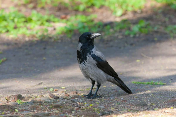 Чёрная ворона — стоковое фото