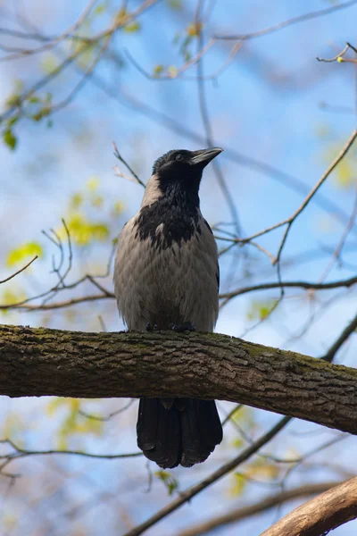 Crow in spring park — Stock Photo, Image