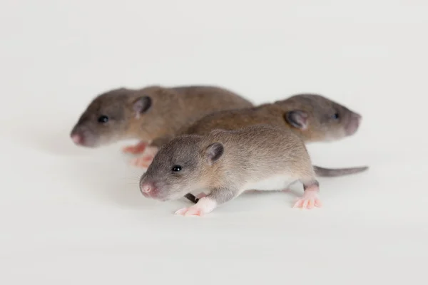 Három kis patkányok — Stock Fotó