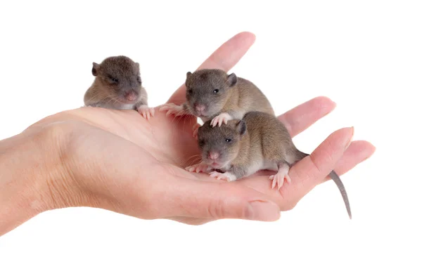 Mycket små nyfödda råttor — Stockfoto