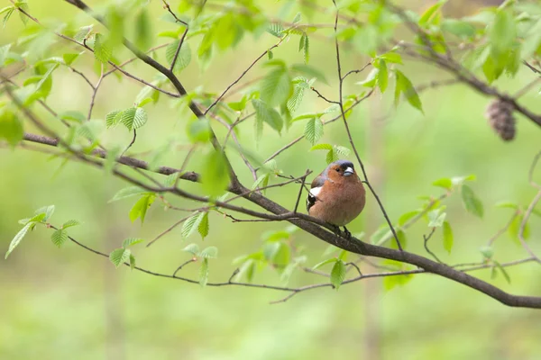 春季燕雀 — 图库照片