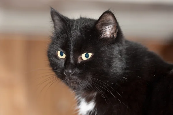 Siyah bir kedinin portresi — Stok fotoğraf