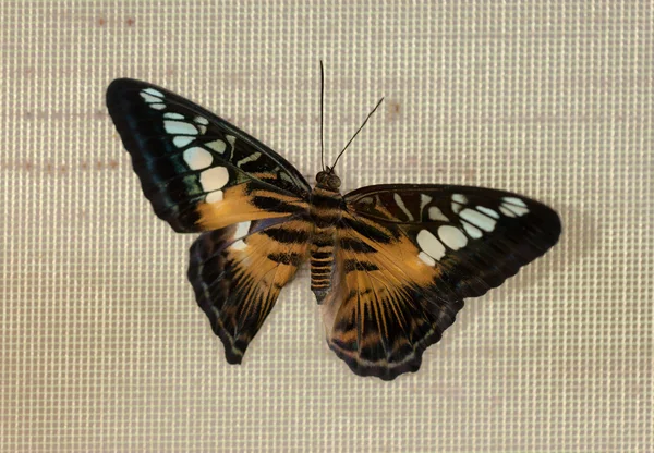 Бабочка на решетке — стоковое фото