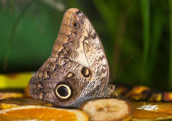 Бабочка на фруктах — стоковое фото