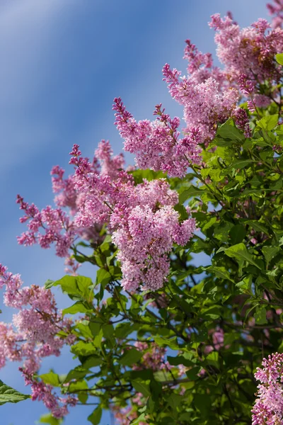Branches of a lilac — Stock Photo, Image
