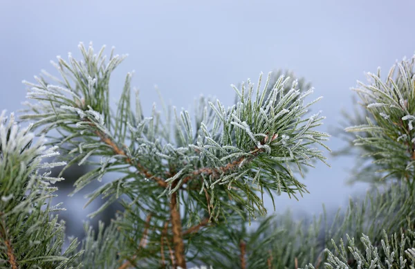 겨울 소나무 — 스톡 사진