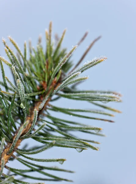 Pine gren — Stockfoto