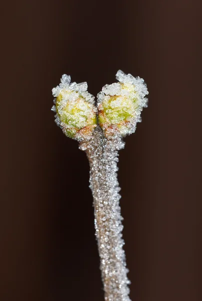 Zimowe pąki — Zdjęcie stockowe