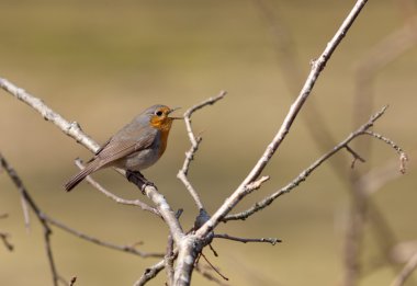 şarkı robin