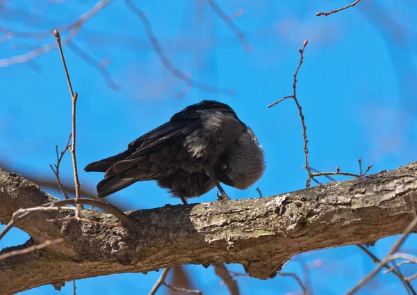 The jackdaw cleans feathers — Stock Photo, Image