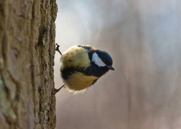 Titmouse on a tree trunk — Stock Photo, Image