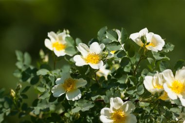 Rósa multiflora