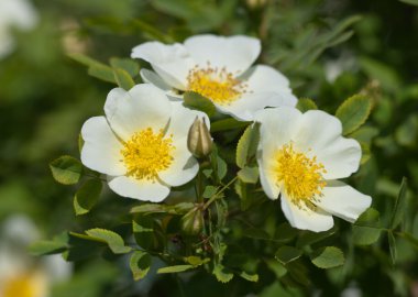 White flowers clipart