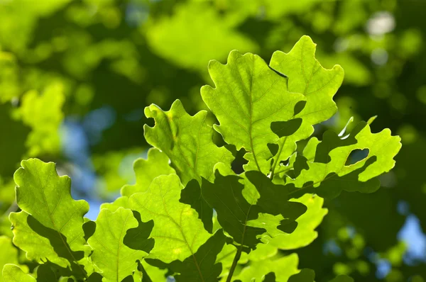 Verano verde — Foto de Stock