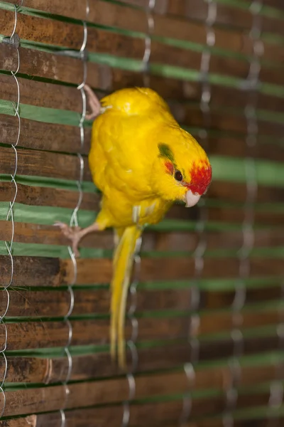 Retrato de um papagaio amarelo — Fotografia de Stock