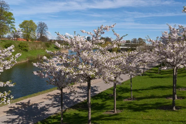 stock image City park in the spring