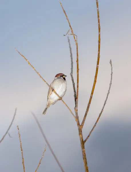 Lonely sparrow — Stock Photo, Image