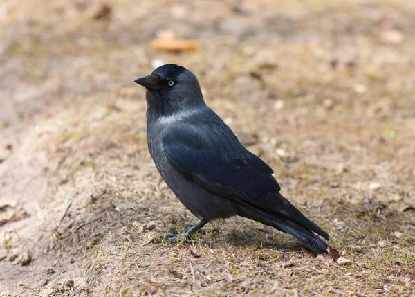 Retrato de um Jackdaw — Fotografia de Stock