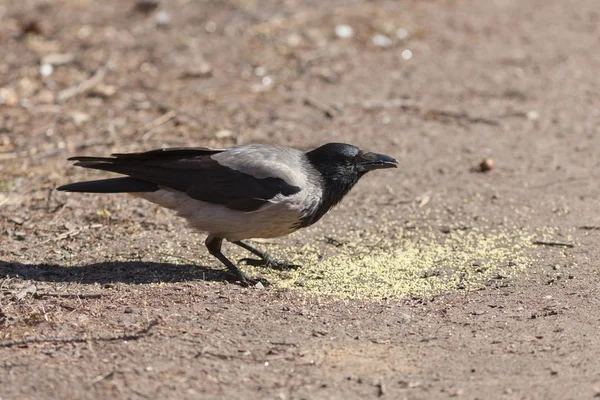 Corvo mangia miglio — Foto Stock