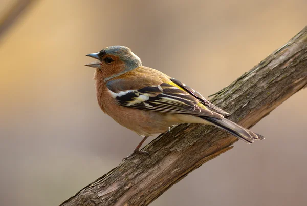 The singing chaffinch — Stock Photo, Image