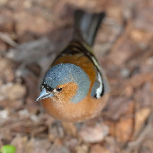 The chaffinch. The top view — Stock Photo, Image