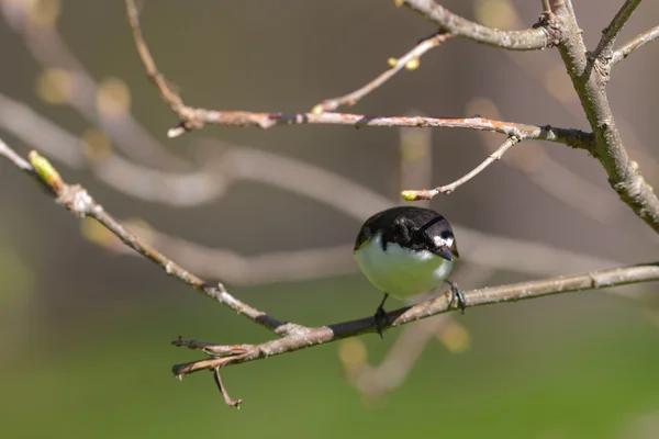Flycatcher en la primavera — Foto de Stock