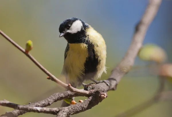 Titmouse — стокове фото