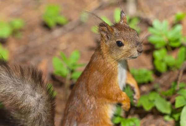 다람쥐의 초상화 — 스톡 사진