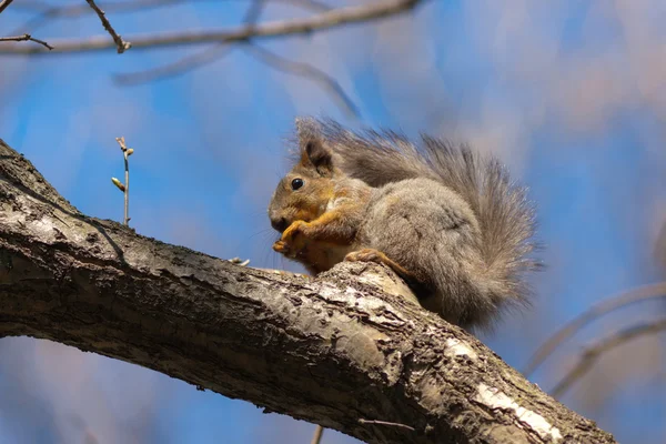 Das Eichhörnchen auf einem Baum — Stockfoto
