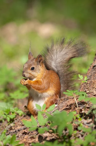Squirrel in the spring — Stock Photo, Image
