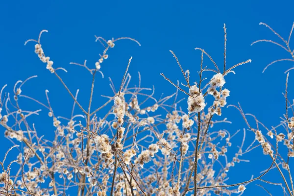 Ağaç dalları soğuk günde — Stok fotoğraf