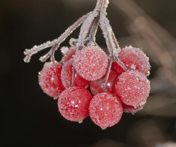 Berries under hoarfrost close up — Stock Photo, Image