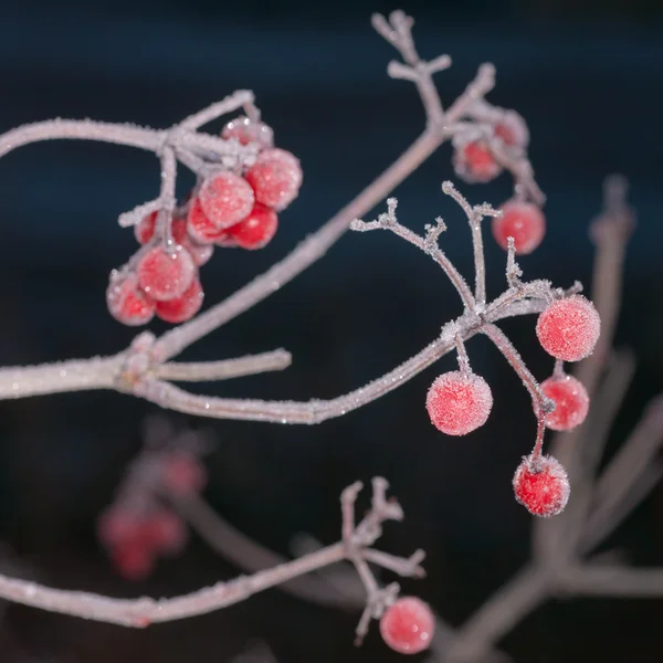 冬季浆果 — 图库照片