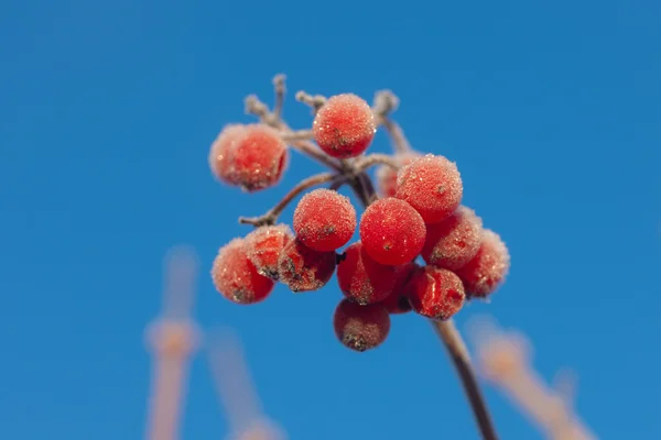 Berries against the sky — Stock Photo, Image