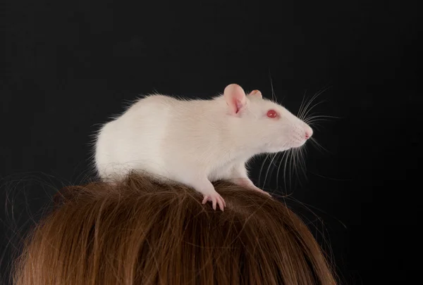 Rato doméstico branco — Fotografia de Stock